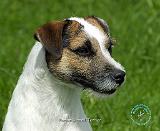 Parson Russell Terrier 9R046D-043
